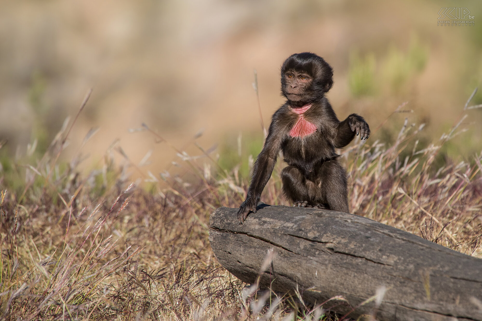 Hudad - Baby gelada baviaan  Met heel wat geduld is het me gelukt om dichtbij deze jonge baviaan te komen en enkele toffe foto’s te maken. Stefan Cruysberghs